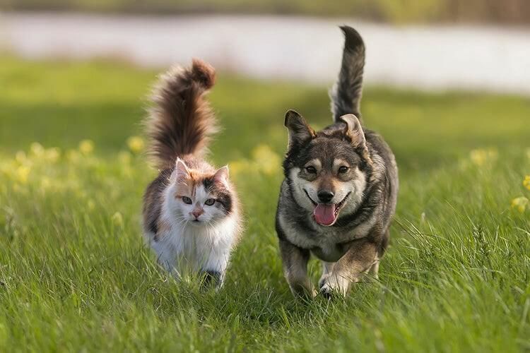 funny-sayings-about-pets.jpg